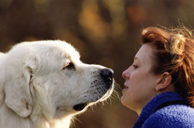 Dog Boarding