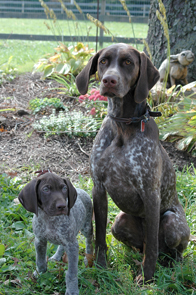 dog and cat boarding